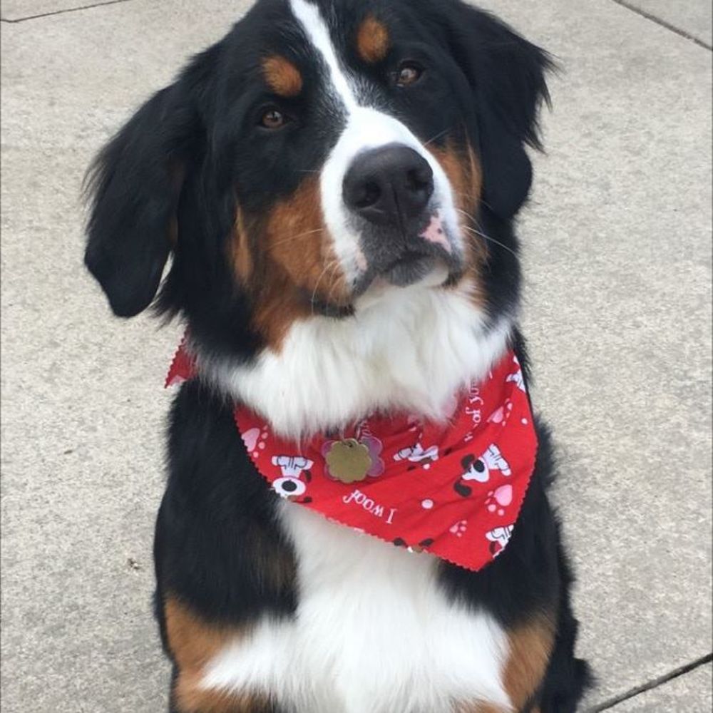 Meet your Posher, Carrie